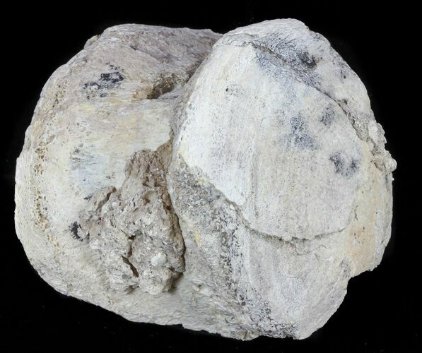 Fossil Brontotherium (Titanothere) Vertebrae - South Dakota #60652